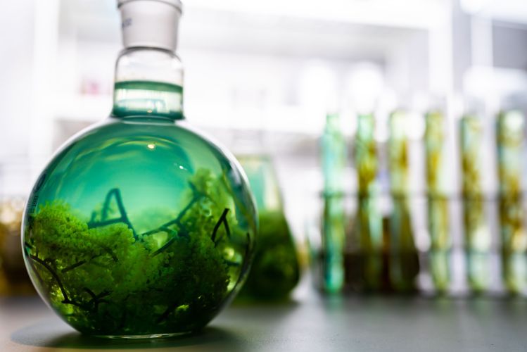green alga laboratory research, alternative biofuel energy technology, biotechnology concept